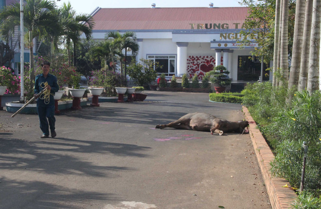 Bắn hạ trâu “điên” xổng chuồng húc 3 người bị thương ở Lâm Đồng ảnh 1