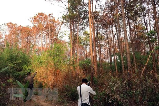 Đà Lạt xử lý nhiều công trình xây dựng trái phép, lấn chiếm đất rừng ảnh 1