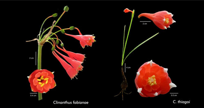 Phát hiện loài loa kèn đỏ mới có thể sinh trưởng tại sa mạc ven biển ảnh 1