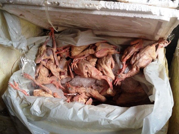 Tạo khoang bí mật, tài xế đưa 400kg chim đông lạnh lậu về Thủ đô ảnh 2