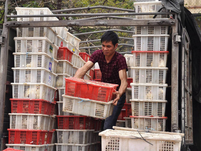 Bắt giữ 1,2 tấn chim bồ câu nghi nhập lậu từ Trung Quốc ảnh 1