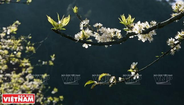 Cao nguyên Mộc Châu: Thảo nguyên ngàn hoa hút khách du lịch ảnh 2