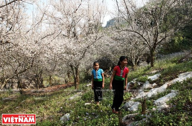 Cao nguyên Mộc Châu: Thảo nguyên ngàn hoa hút khách du lịch ảnh 1