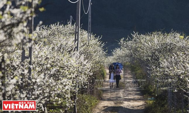 Cao nguyên Mộc Châu: Thảo nguyên ngàn hoa hút khách du lịch ảnh 4