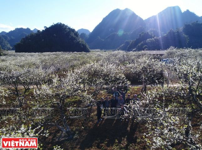 Cao nguyên Mộc Châu: Thảo nguyên ngàn hoa hút khách du lịch ảnh 6