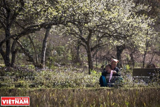 Cao nguyên Mộc Châu: Thảo nguyên ngàn hoa hút khách du lịch ảnh 5