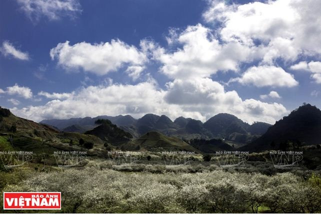 Cao nguyên Mộc Châu: Thảo nguyên ngàn hoa hút khách du lịch ảnh 3