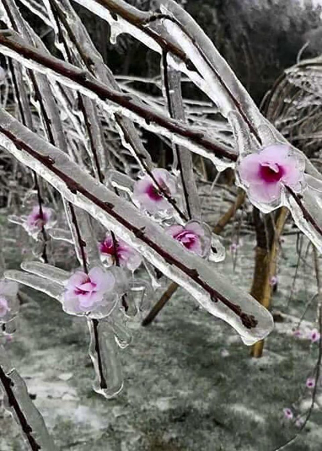 Băng tuyết phủ trắng - Ô Quy Hồ, Hà Giang như trong cổ tích ảnh 7