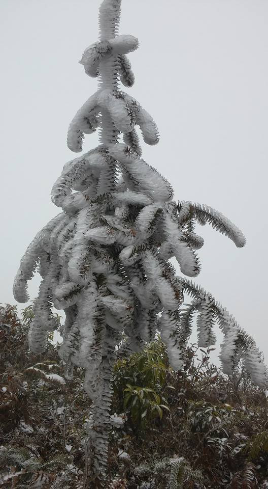 Băng tuyết phủ trắng - Ô Quy Hồ, Hà Giang như trong cổ tích ảnh 9
