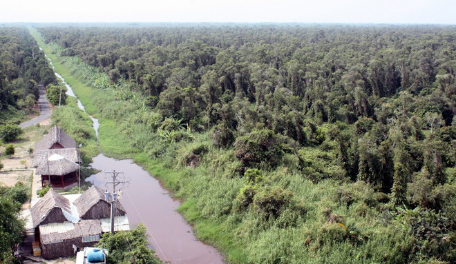 Khẩn trương đắp đập giữ nước cho rừng tràm U Minh Hạ ảnh 1