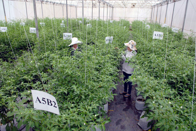 TP.HCM thúc đẩy hợp tác nông nghiệp công nghệ cao với Nhật Bản ảnh 1