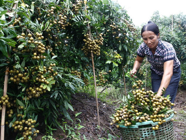 Năm yếu tố cơ bản để nhãn, vải Việt Nam được xuất sang Mỹ ảnh 1