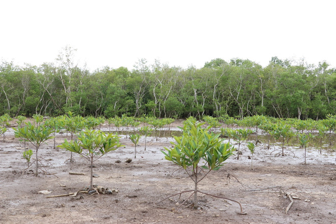 ttxvn-trong rung1.jpg