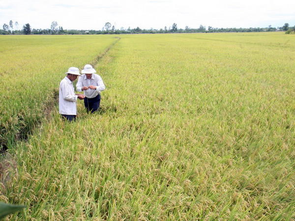 Tập trung nguồn lực để đạt chỉ tiêu thu mua lúa gạo tạm trữ ảnh 1