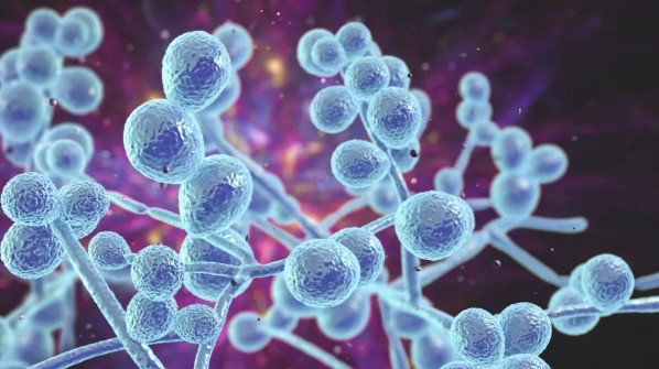 Phát hiện dấu vết của nhiều loại nấm trong các khối u ung thư ảnh 2