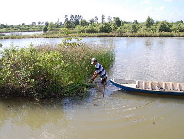 Cà Mau nâng cao hiệu quả mô hình nuôi tôm quảng canh cải tiến ảnh 1