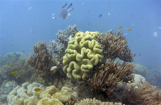 Rạn san hô Great Barrier ở Australia. (Ảnh: AFP/TTXVN) Rạn san hô Great Barrier thoát danh sách di sản nguy cấp của UNESCO ảnh 1