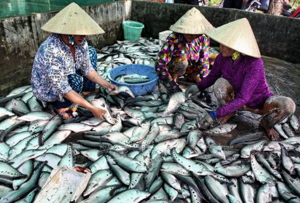 Kiên Giang nuôi trồng thủy sản theo hướng sản xuất hàng hóa ảnh 2