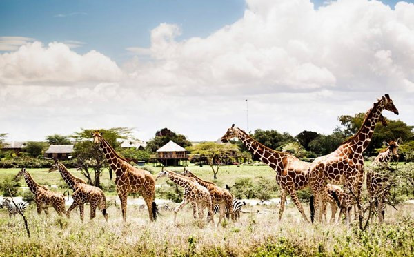 Khai trương Công viên bảo tồn động vật Vinpearl Safari Phú Quốc ảnh 1