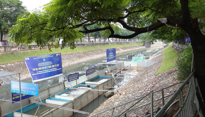 Cần nhìn nhận đúng về việc cá Koi chết sau khi thả ở sông Tô Lịch ảnh 1