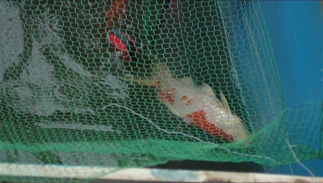 Cần nhìn nhận đúng về việc cá Koi chết sau khi thả ở sông Tô Lịch ảnh 2