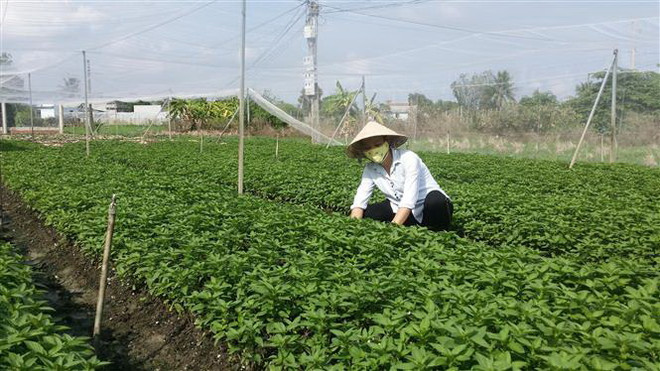 Long An ứng dụng công nghệ cao tạo bước đột phá cho nông nghiệp ảnh 4