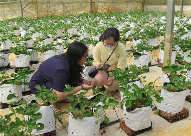 Đưa du lịch nông nghiệp, nông thôn trở thành thương hiệu của ĐBSCL ảnh 3