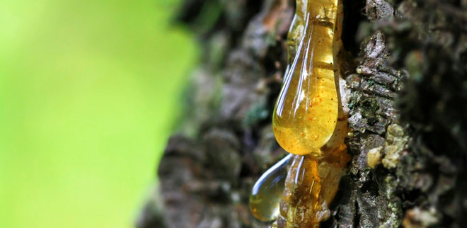 Nước hoa hương hổ phách - ướp cho mình mùi của thời gian ảnh 1