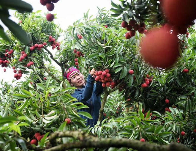 Bắc Giang triển khai 10 dự án phát triển KT-XH vùng đồng bào thiểu số ảnh 2