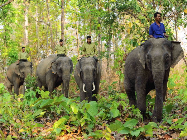 Đắk Nông khuyến cáo dân hạn chế đi lại trong rừng có voi hoạt động ảnh 1