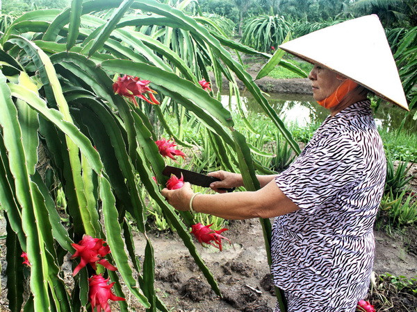 Mở rộng diện tích cây ăn quả đạt chuẩn tại Nam Bộ ảnh 1