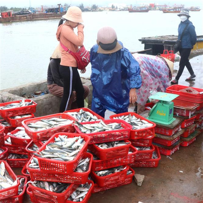 Quảng Trị nâng cấp, mở rộng cảng cá để thực hiện tốt hơn IUU ảnh 2