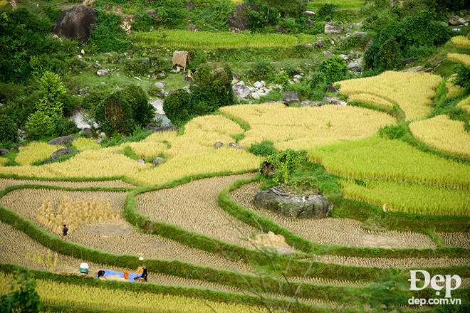 Bạn đã sẵn sàng cho mênh mang mùa vàng Hoàng Su Phì? ảnh 1