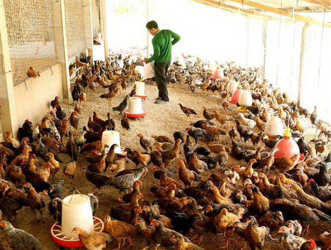 Thừa Thiên-Huế phát triển mô hình kinh tế trang trại trên cát ảnh 1