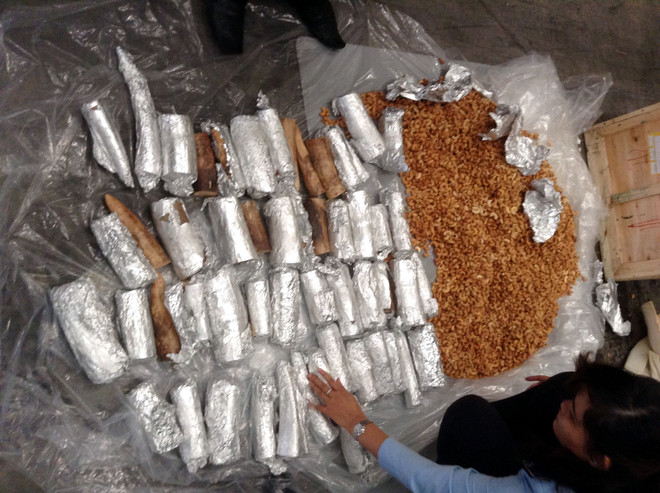 Singapore thu giữ gần 4 tấn ngà voi quá cảnh đến Việt Nam ảnh 1