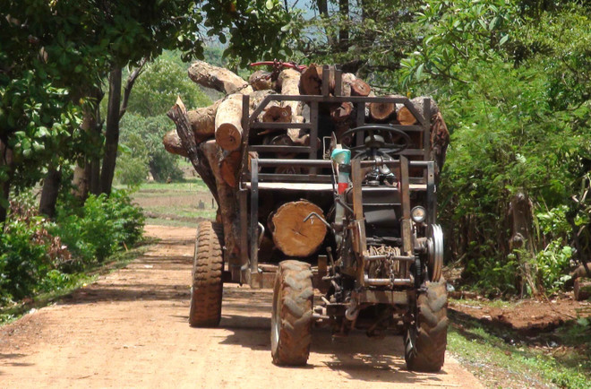 Gia Lai làm rõ việc vận chuyển gỗ của một cán bộ quản lý rừng ảnh 1