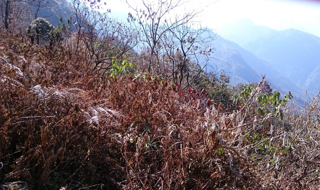 Nguy cơ cháy rừng ở Ninh Thuận đã tăng lên cấp độ nguy hiểm ảnh 1