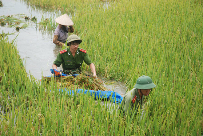 Hơn 400 cảnh sát, quân nhân lội nước “cứu” lúa giúp dân ảnh 4