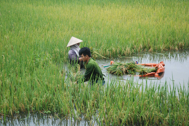 Hơn 400 cảnh sát, quân nhân lội nước “cứu” lúa giúp dân ảnh 3