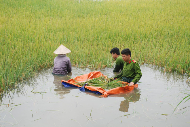 Hơn 400 cảnh sát, quân nhân lội nước “cứu” lúa giúp dân ảnh 5