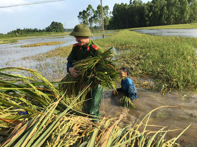 Hơn 400 cảnh sát, quân nhân lội nước “cứu” lúa giúp dân ảnh 1