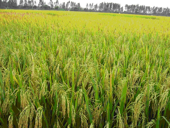 Lai tạo thành công hai giống lúa chịu khô hạn, phèn và mặn ảnh 1