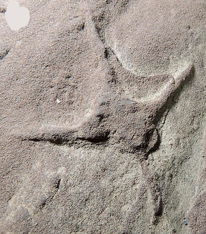 Phát hiện kỳ thú về các loài chim sống cùng thời khủng long ảnh 1