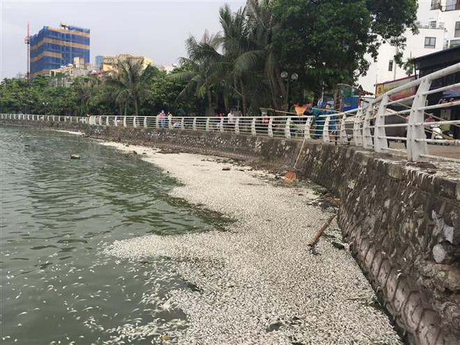 [Video] Tình trạng cá chết hàng loạt lại diễn ra ở Hồ Tây ảnh 1