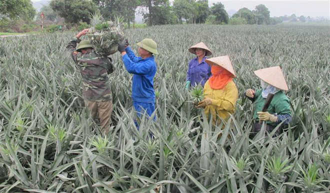 Việt Nam là thị trường thực phẩm đồ uống tiềm năng nhất khu vực ảnh 1