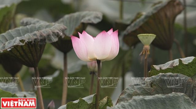 Những tấm lụa làm từ tơ sen độc đáo của nghệ nhân Phan Thị Thuận ảnh 1