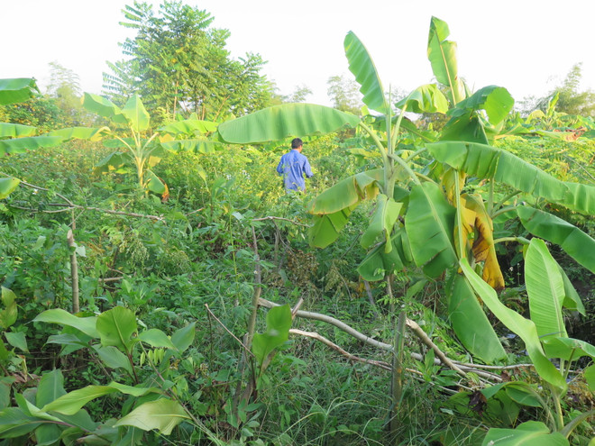 Hải Dương: Kẻ xấu chặt phá cây sưa đỏ, nông sản của người dân ảnh 1