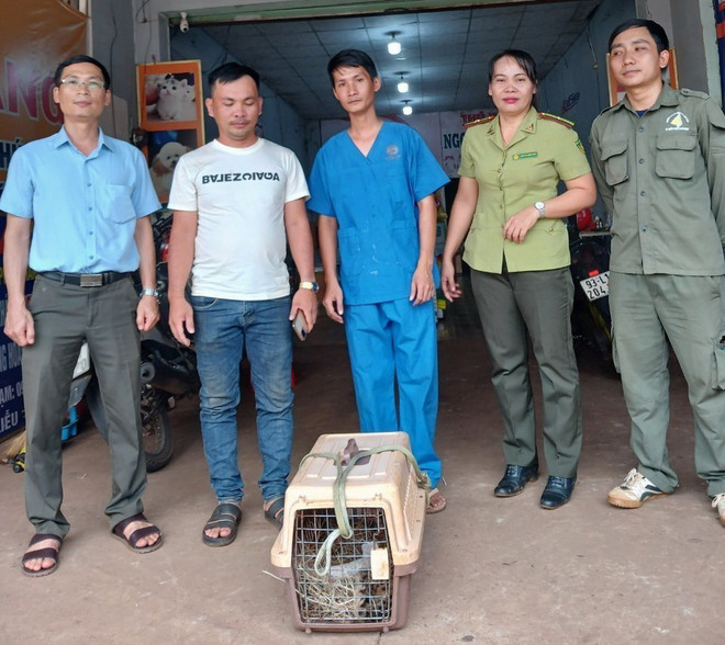 Anh Vi Văn Kiên bàn giao cá thể Mèo Báo cho lực lượng chức năng. (Ảnh: TTXVN phát) ttxvn-meo bao1.jpg