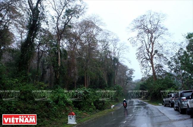 Khám phá vẻ đẹp hùng vĩ, thơ mộng và bí ẩn của Pù Mát ảnh 7