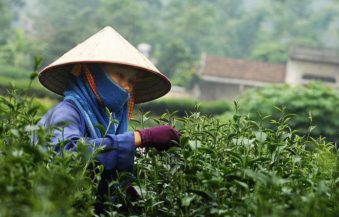 Quảng bá, khai thác nhãn hiệu chè Thái Nguyên tại Mỹ và Trung Quốc ảnh 1